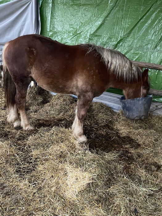 Vand manz de 2 ani la primavara