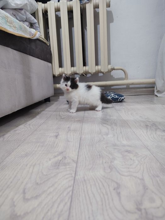 Котята бесплатно