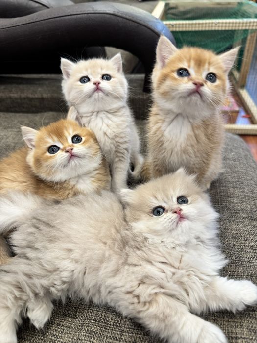 Продается яркие , чистопородные котята шиншилла