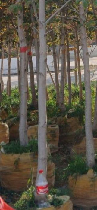 Посадка крупномеров деревьев и саженец