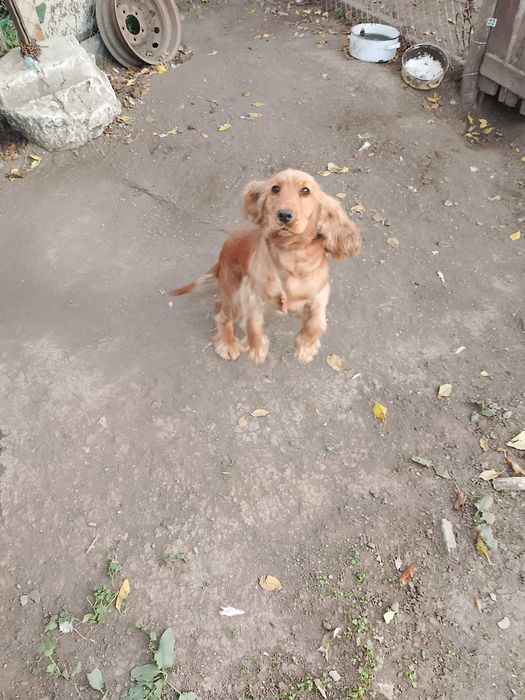 Кокер шпаньол ...