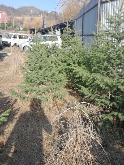 Продам  ёлки      тяньшанка