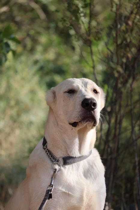 Девочка Алабая подрощенная