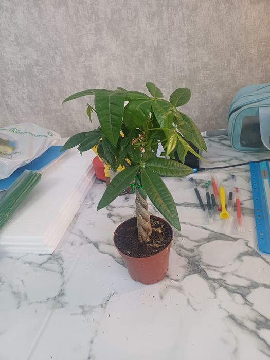 Продам пахира 35 см 8.000