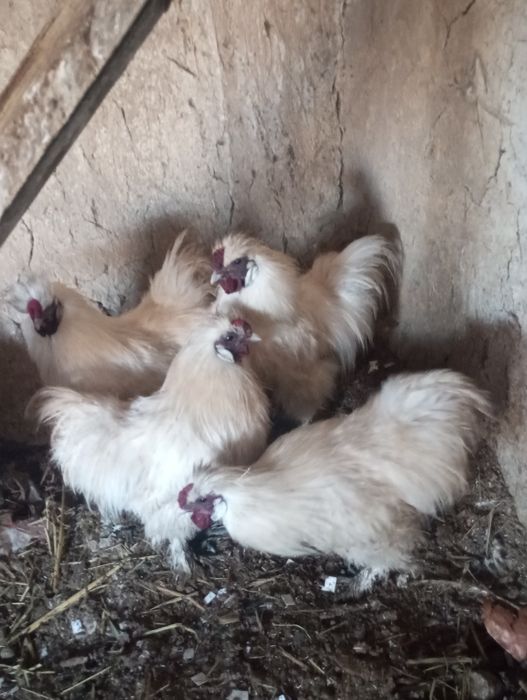 Китайский шелков