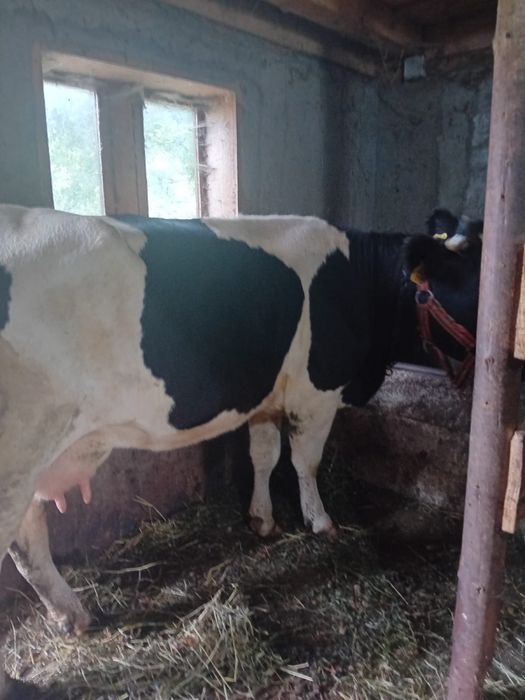 junca la a doua fatare , cuminte si buna de lapte , mai multe daca sunati la telefon(nu prea ma uit la mesaje€