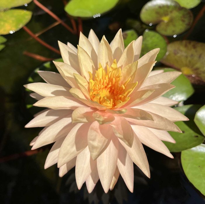 Сортови Водни лилии и тор за тях