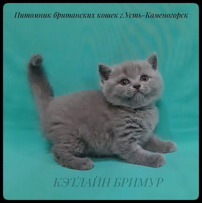 Британские котята из питомника!