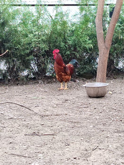 Qora Shahzoda ho'rozlari Xan Xyap ho'rozlari Adler serebro ho'rozlari