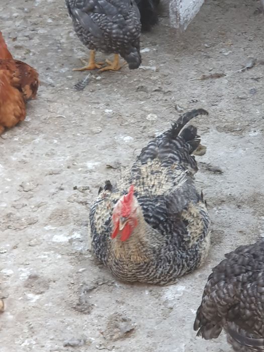 Cocoși de vânzare atât vii cât și tăiați