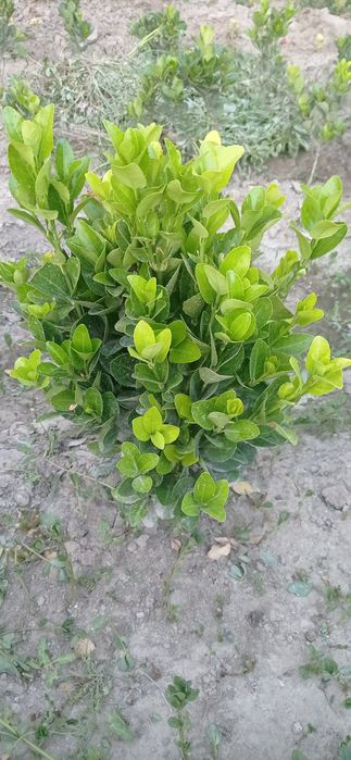 Хамиша бахор совукга чидамли гул