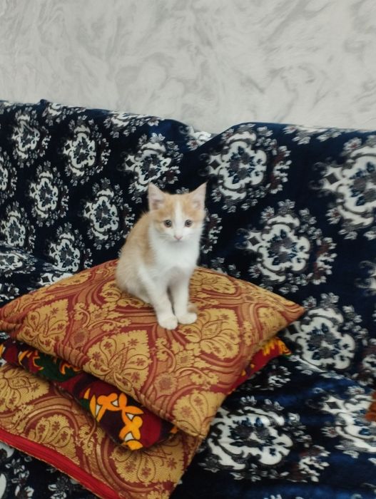 Отдам даром котят