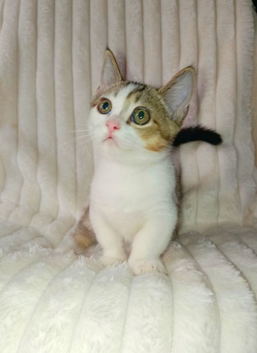 Продается шикарный котенок Манчкин, мальчик