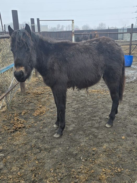 Продам двух жеребят ..