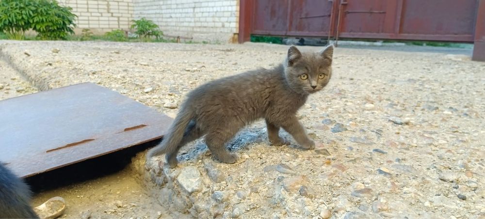 Отдам в хорошие руки