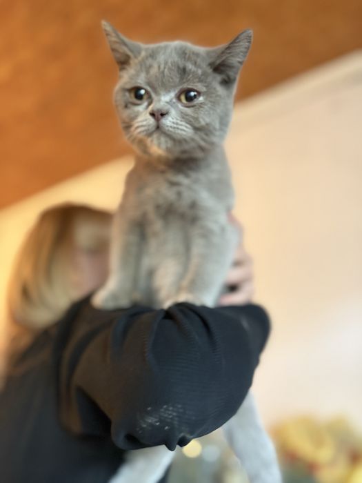Британский прямоухий котенок