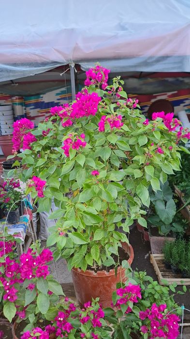 Bugunvelia gullari sotiladi