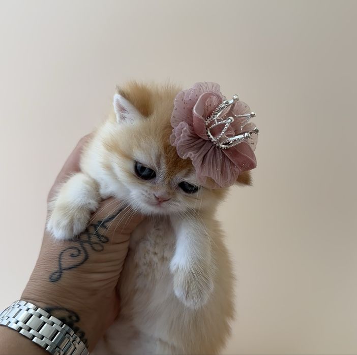 Котята Британские «Шиншилла»