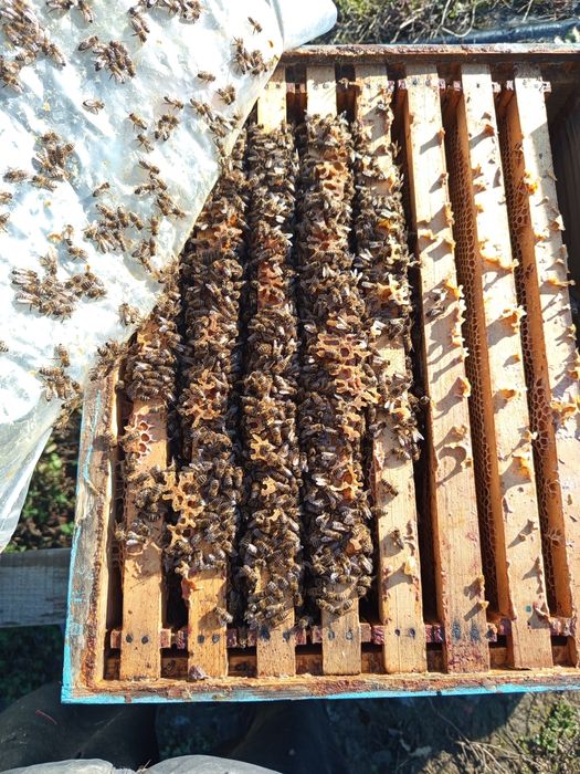 Vând familii de albine