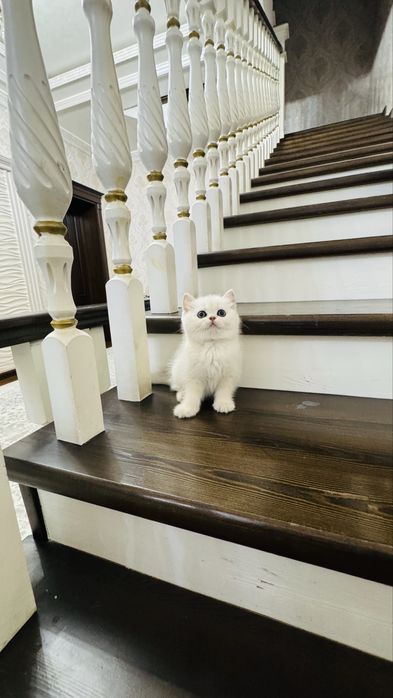 Продаётся чистокровный котята серебристый шиншилла