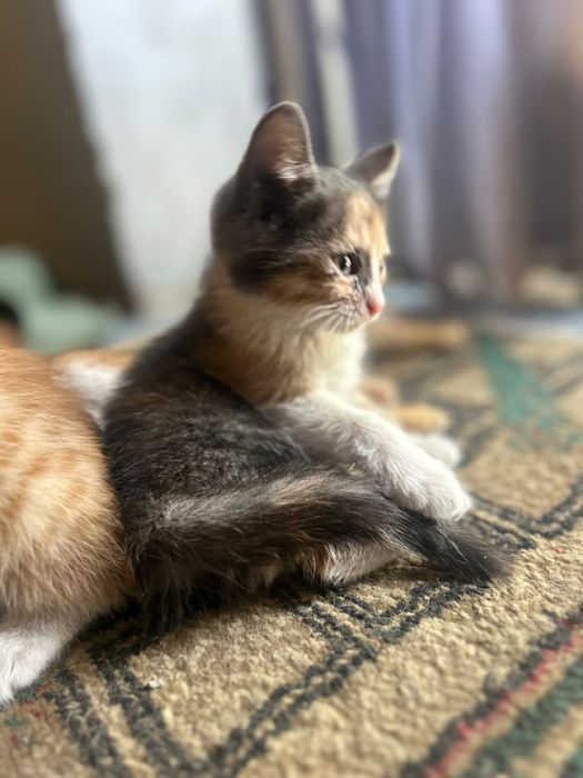 Отдам котят в добрые руки