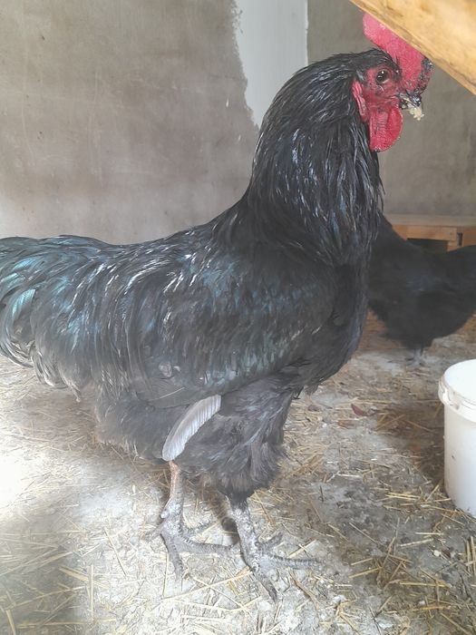 Джерсийский гигант