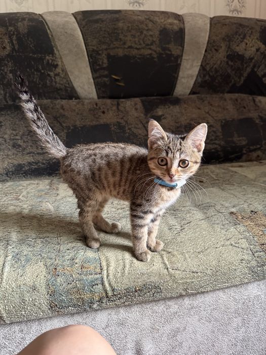 отдам котенка в хорошые руки