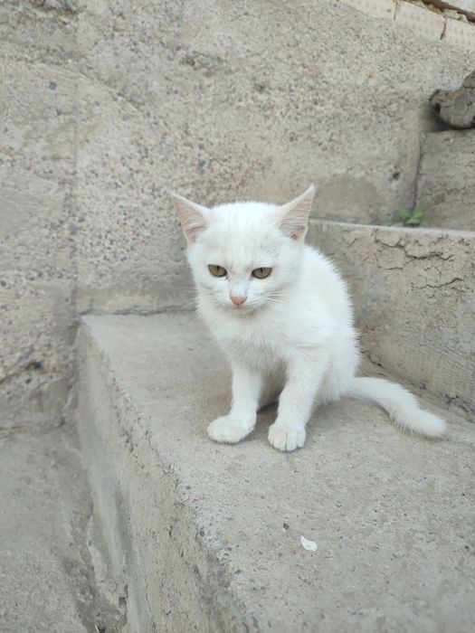 Кошка девочка белая