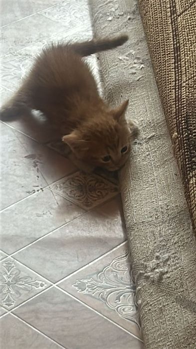 Отдам котят в хорошие руки.