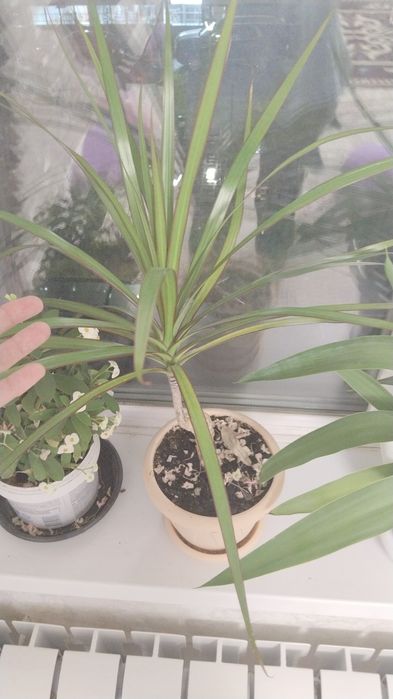 Продам,Сатам Гулдер ,отросклерде бар.