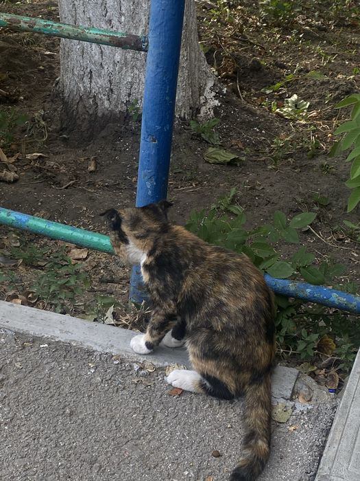 Котик в добрые руки
