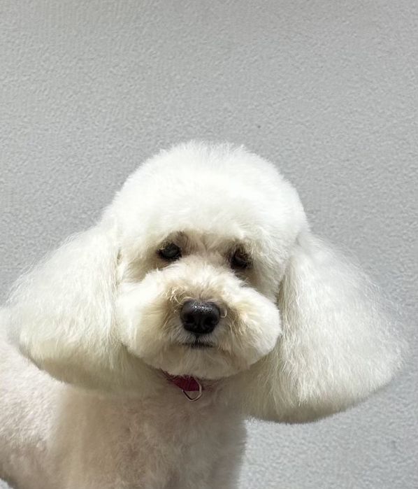 Стрижка собак,Груминг В отличном салоне!