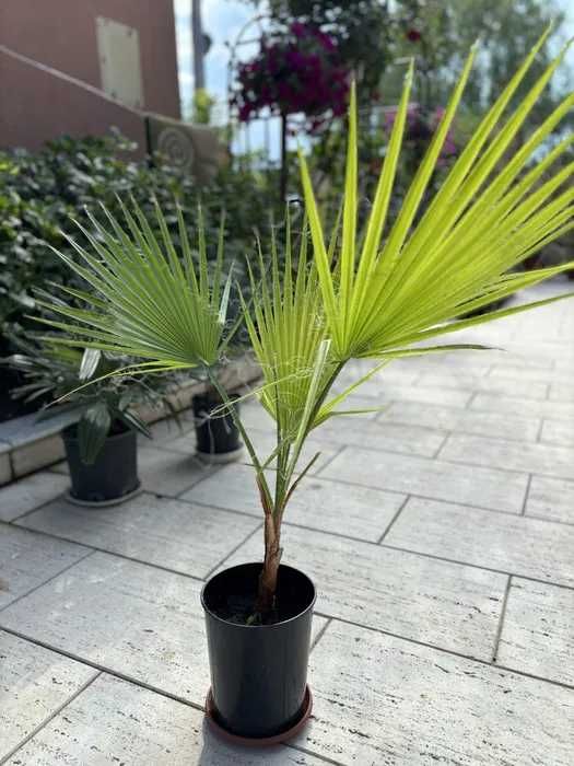 Palmier | Grădină | Exterior | interior | Trachycarpus Fortunei | Washingtonia | Chamaerops