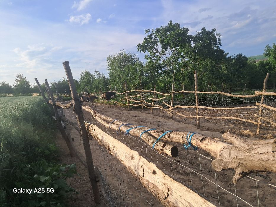 Vând 2 familii de struți producatori