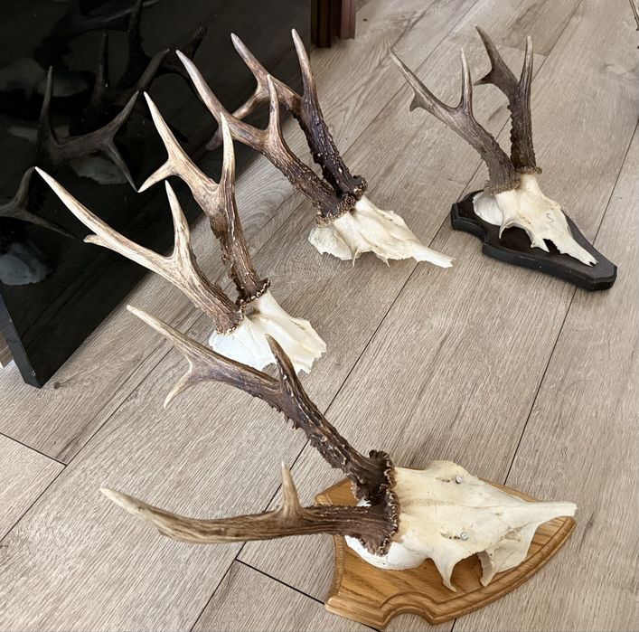 Set 4 Trofee de Căprior  mari si groase – Colecție / Cabană  – Decor Vânătoresc -Decor Rustic - cerb - coarne - trofeu - carpatin