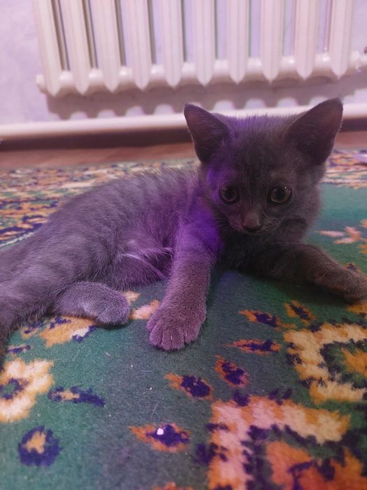 Котенок девочка, отдам в добрые руки.