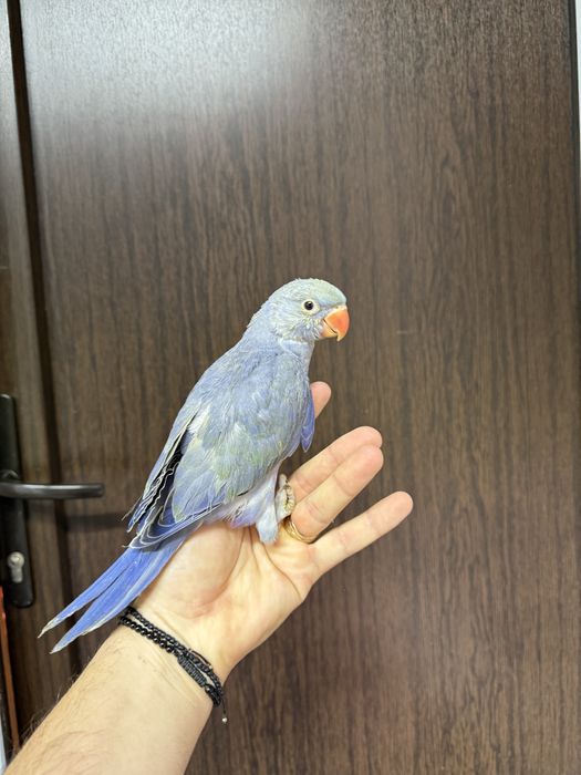 Pui blanzi Micul Alexandru violet Alexander