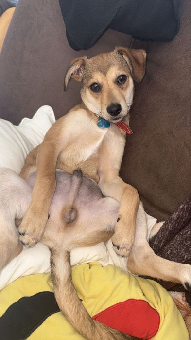 spre adopție cațel talie mică