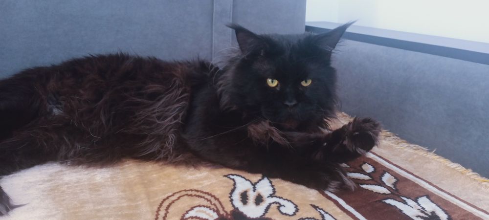 Мейн кун  кот для случки