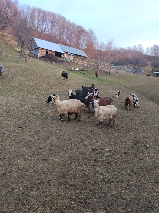 Capre de vânzare  preț 650 .bucata