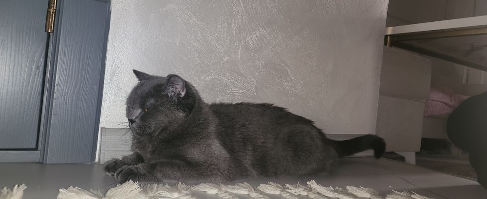 Ишем жениха для нашей кошке