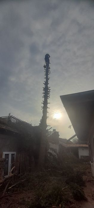 Taiere copaci toaletare evacure rezultat lemnos în toate sectoarele