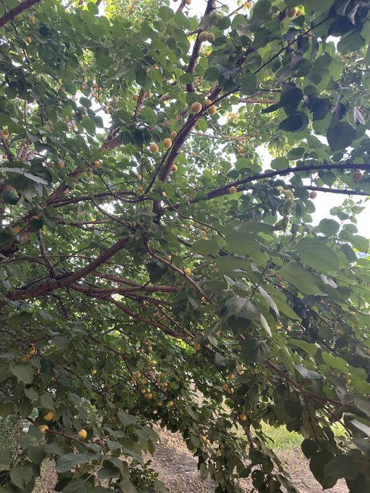 Продаю свой участок  (20х30) на против парка Янги Узбекисна 300 метров