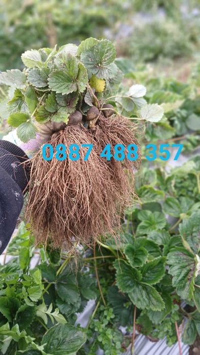 Продавам качествен разсад ягоди