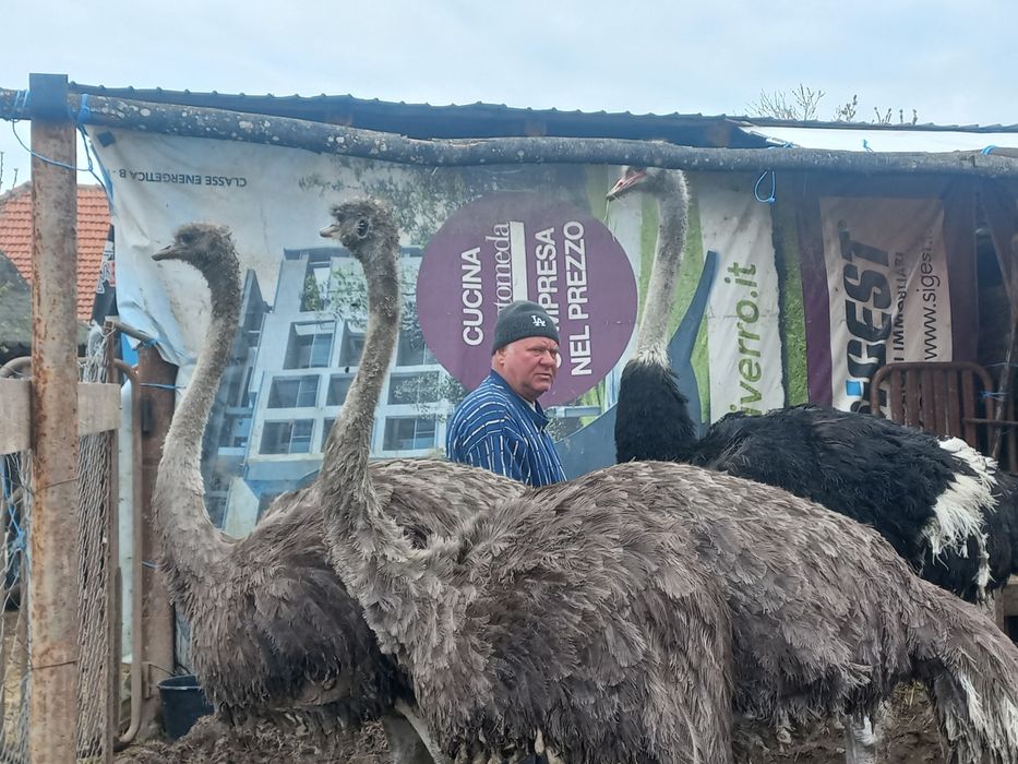 Vând familie struți
