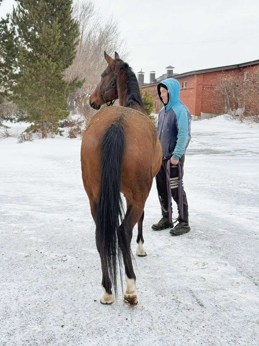 Продаётся лошадь
