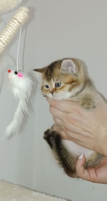 Роскошный котёнок