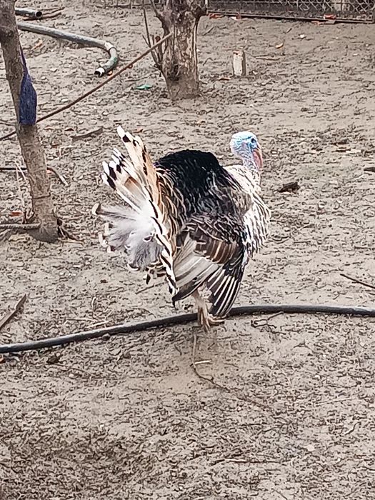 Эркак курка сотилади