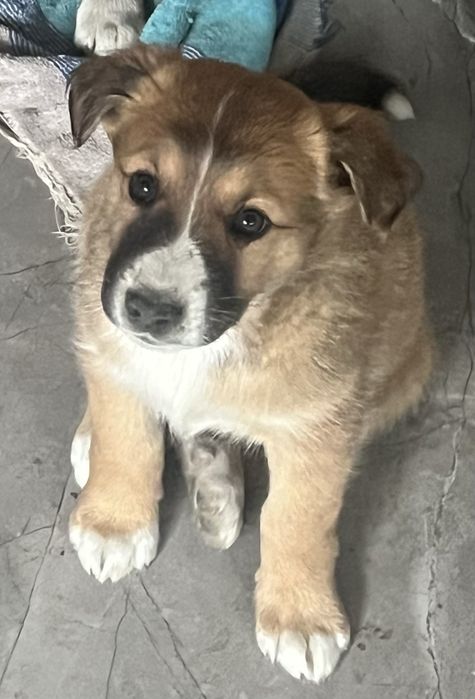 Щенята (девочки)