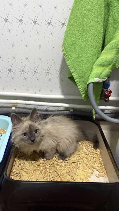 Котенок в добрые руки